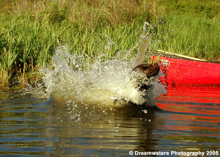 beau Leaping Retrieve 2.jpg